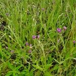 Gutenbergia cordifolia Fiore