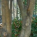 Ligustrum lucidum Bark