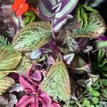 Episcia cupreata ᱛᱟᱦᱮᱸ