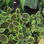 Pilea mollis Frunză