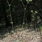 Potentilla tilingii Hábito