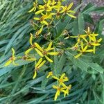 Senecio ovatus Blüte