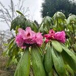 Rhododendron sutchuenense 花