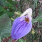 Brillantaisia owariensis Flor