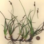 Carex ericetorum Агульны выгляд