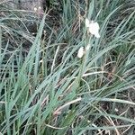 Libertia chilensis Habit