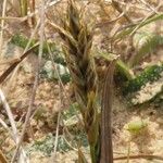 Carex arenaria Foglia