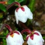 Cassiope hypnoides Flower