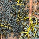 Livistona chinensis Fruto