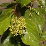 Viburnum venustum Hoja