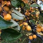 Malus prunifolia Fruit