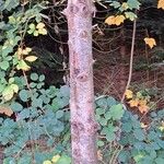 Abies nordmanniana Bark