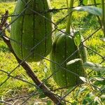 Luffa aegyptiaca Leaf