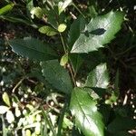 Lomatia dentata Otro