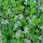 Pelargonium tomentosum Habitat