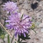 Knautia collina Flower