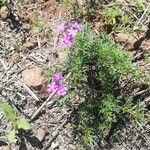 Verbena bipinnatifida Цвят