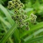 Scirpus atrovirens Lapas