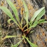 Solidago sempervirens Folla