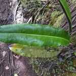Elaphoglossum macropodium Other