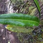 Elaphoglossum macropodium Folha