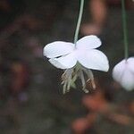 Thalictrum delavayi Кветка