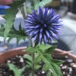 Echinops bannaticus പുഷ്പം