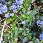 Ceanothus thyrsiflorus Leaf