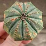 Euphorbia obesa Leaf