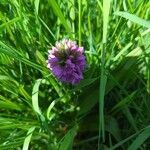 Dactylorhiza incarnataFlower