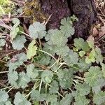 Geranium argenteum Blad