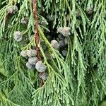 Cupressus cashmeriana Φρούτο