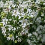 Allium ramosum Flower