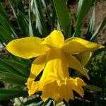 Narcissus pseudonarcissusFlower