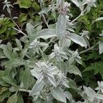 Stachys byzantina Habitatea