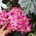 Pistorinia hispanica Flower