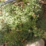 Scrophularia lucida Habit