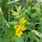 Lysimachia punctata Cvet