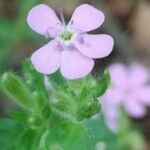 Saponaria ocymoidesBlomst