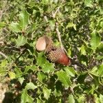 Quercus coccifera Folha