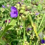 Tradescantia virginiana 花