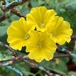 Camonea umbellata Flower