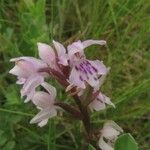 Dactylorhiza fuchsii Virág