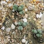 Conophytum blandum Hoja