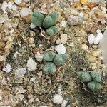 Conophytum blandum Ліст