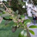 Azara dentata Fulla