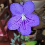 Streptocarpus saxorumFlower