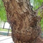 Schinus molle 樹皮