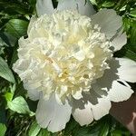 Paeonia lactifloraFlower