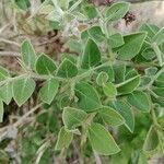 Carissa spinarum Leaf